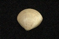 藏品(普通文蛤)的圖片